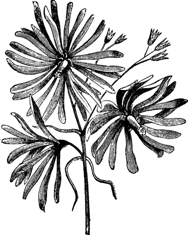 Flowers of Campanula Rotundifolia Soldanellaeflora vintage illustration. vector