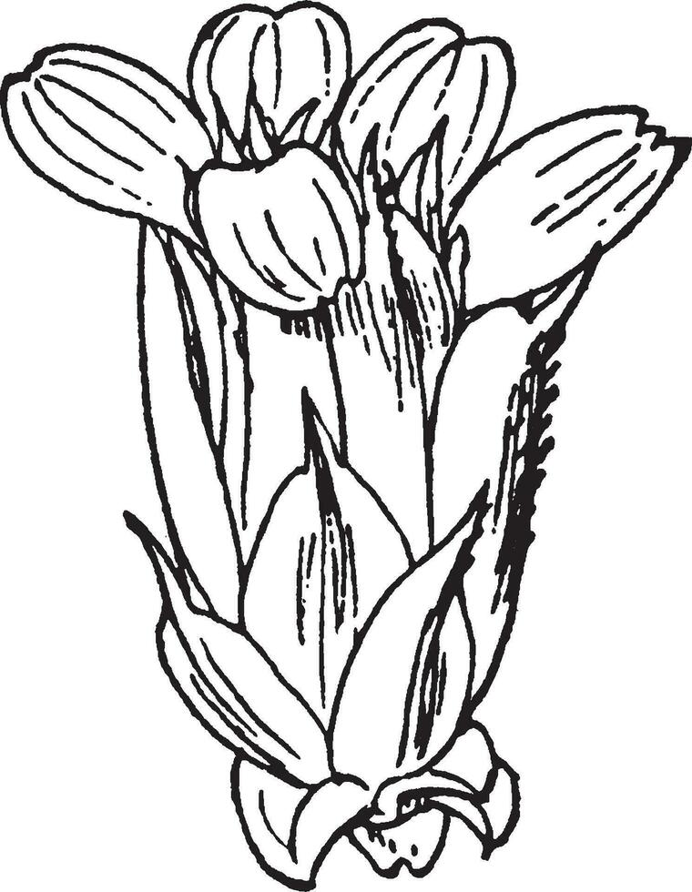 Compound Flower vintage illustration. vector