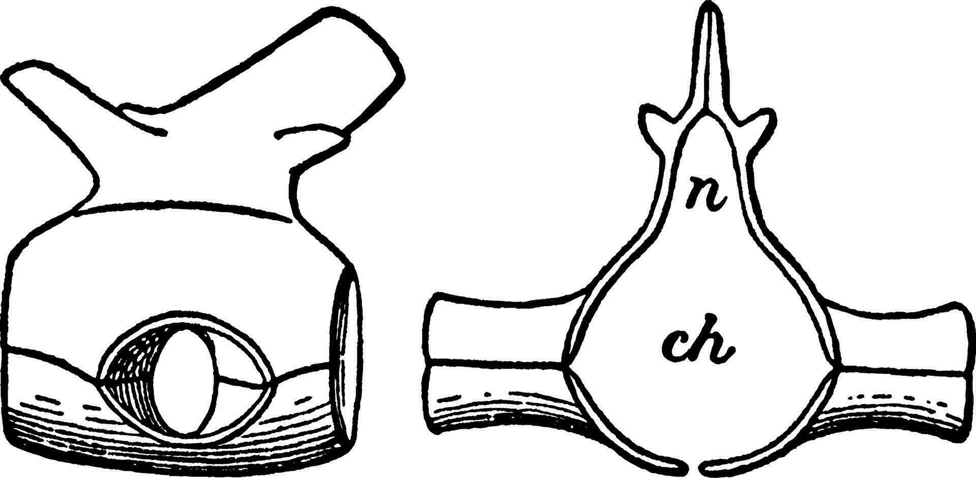 Dorsal Vertebra of the Hylonomus, vintage illustration. vector