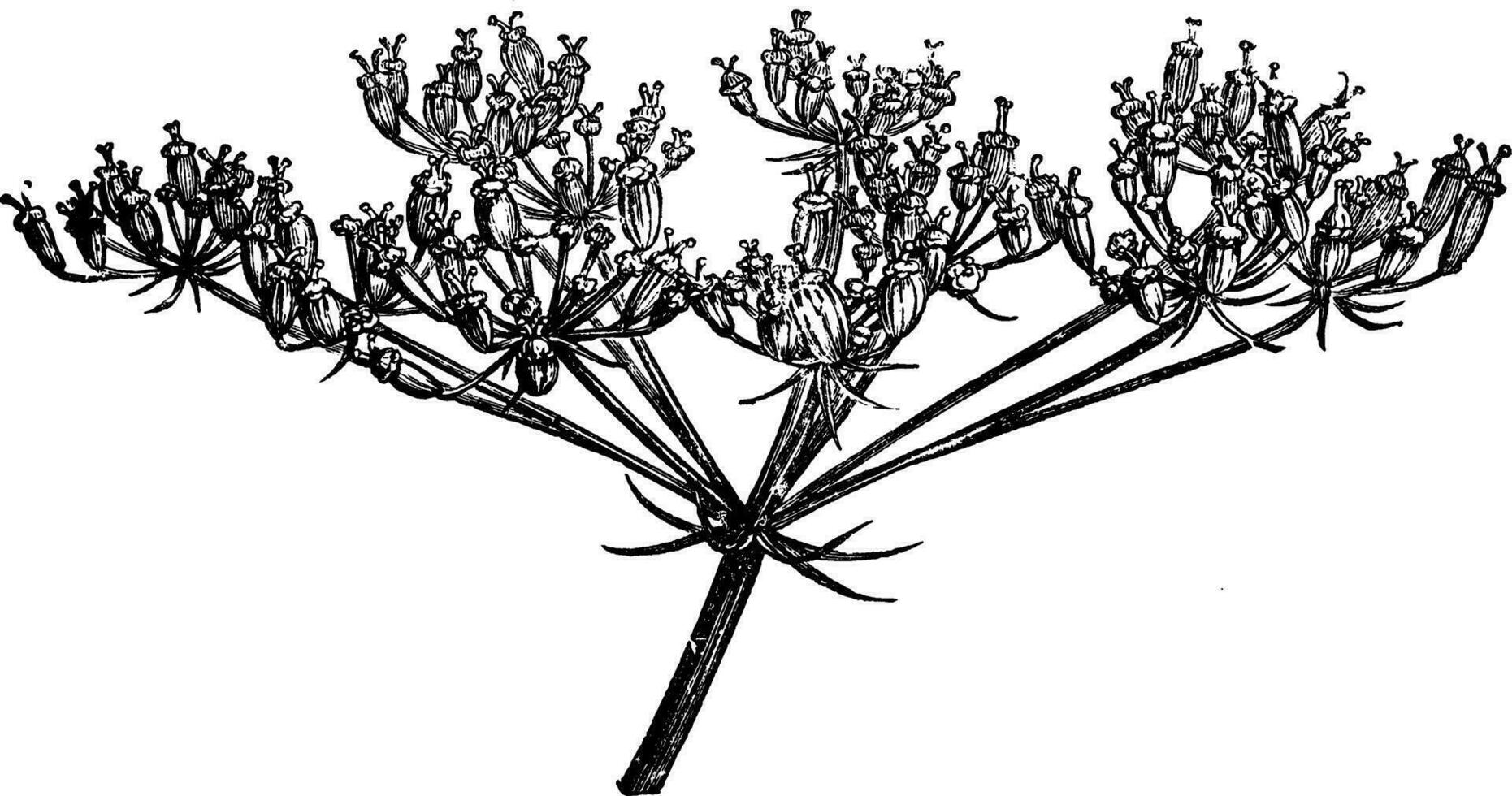 Umbel of Heracleum Sibiricum vintage illustration. vector