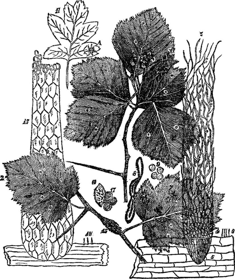Cellular structure of peridia vintage illustration. vector