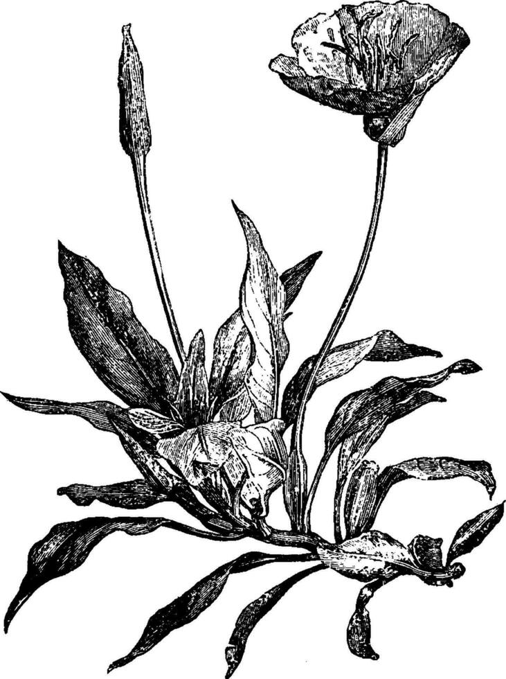 Oenothera Missouriensis Latifolia vintage illustration. vector