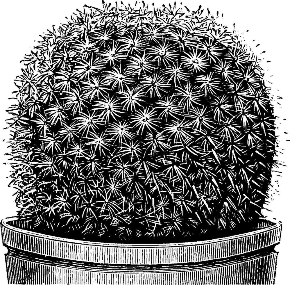 Mammillaria haageana Clásico ilustración. vector