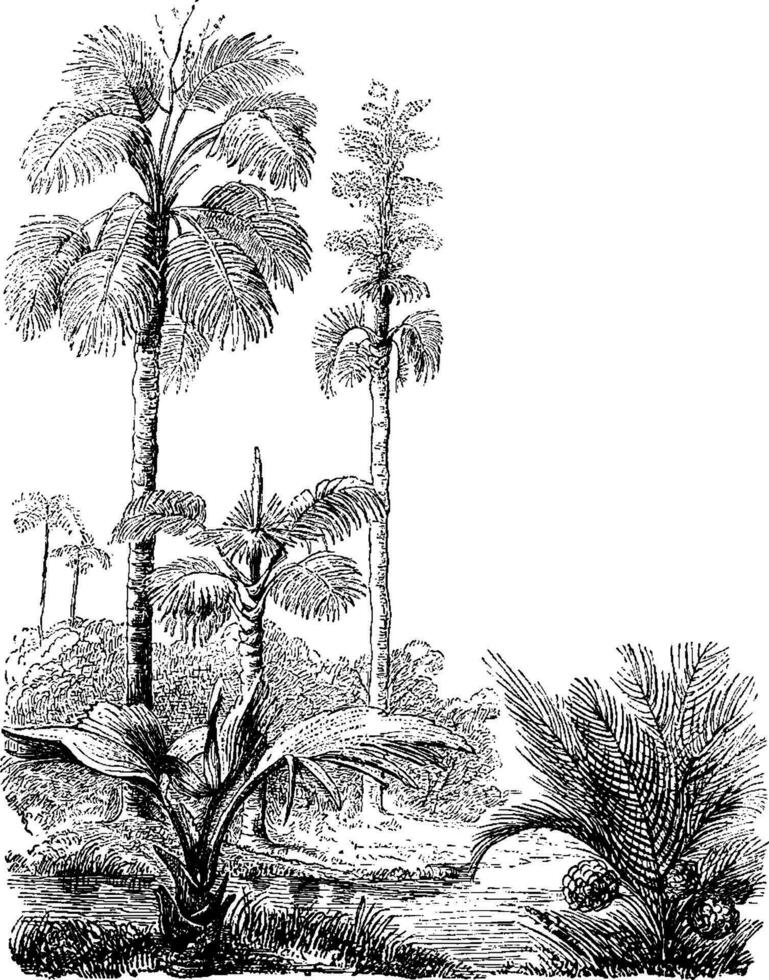 Gebang and Nipa Palm Trees vintage illustration. vector