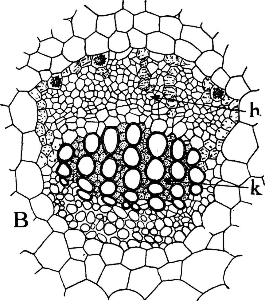 Collateral Vascular Bundle vintage illustration. vector