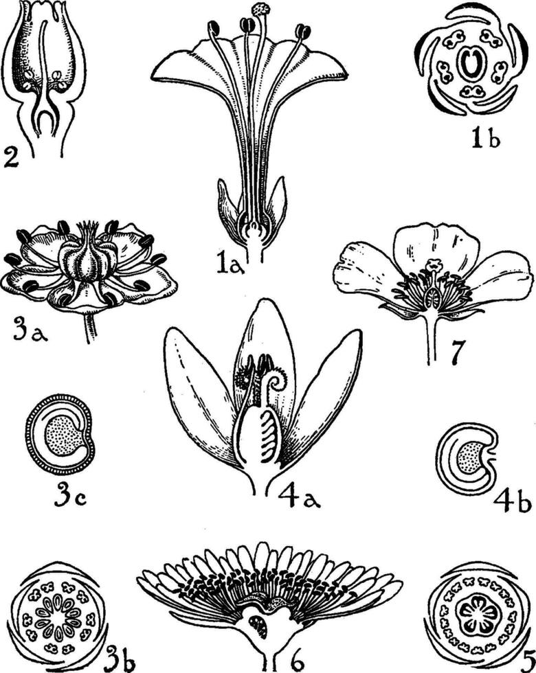 Nyctanginaceae, Phytolaccaceae, Aizoaceae, and Portulacaceae vintage illustration. vector