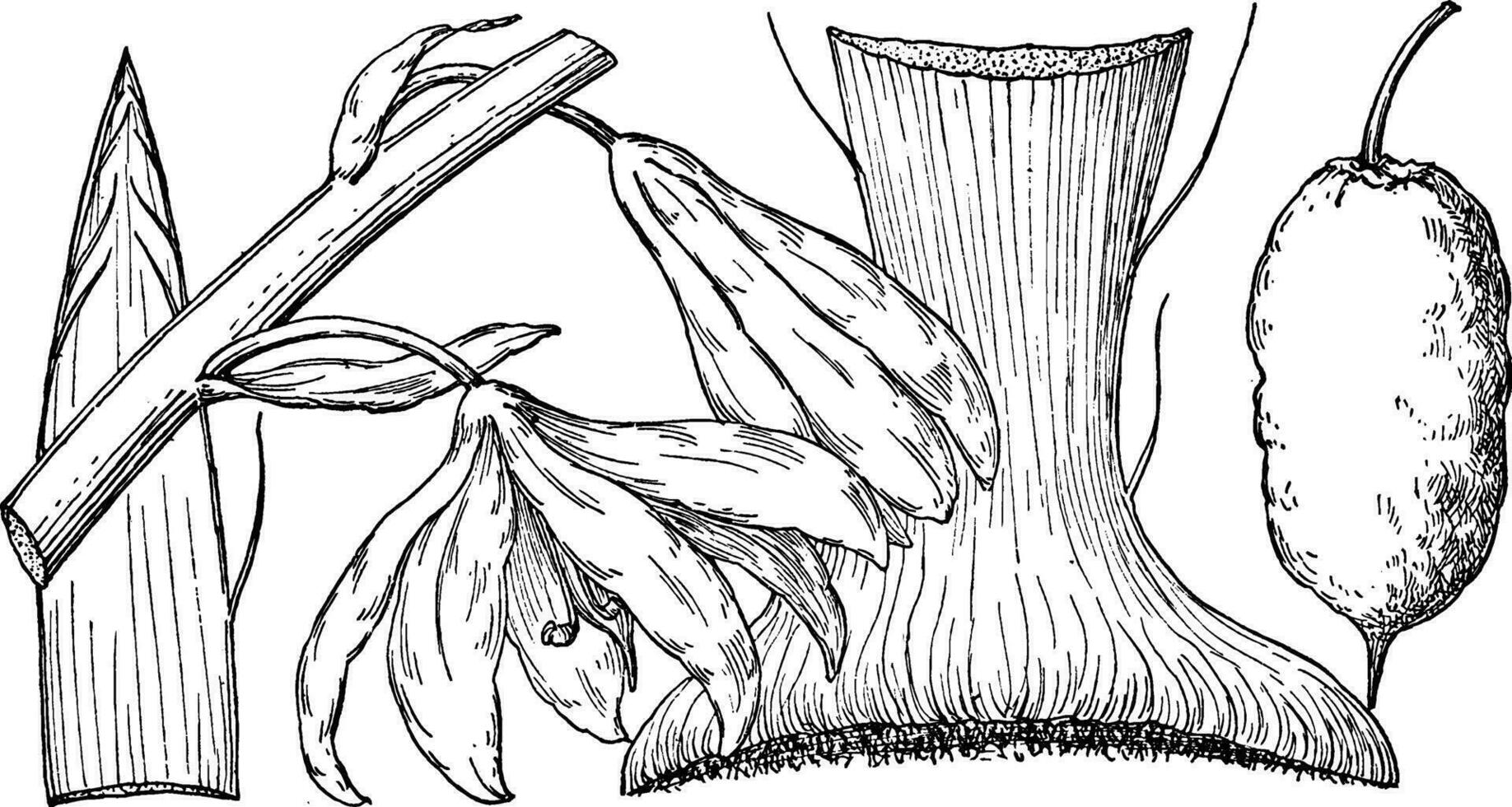 Branch of Yucca Faxoniana vintage illustration. vector