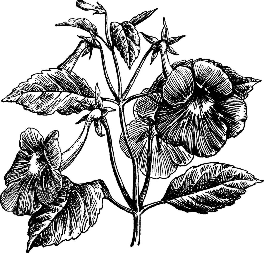 Achimenes Longiflora vintage illustration. vector