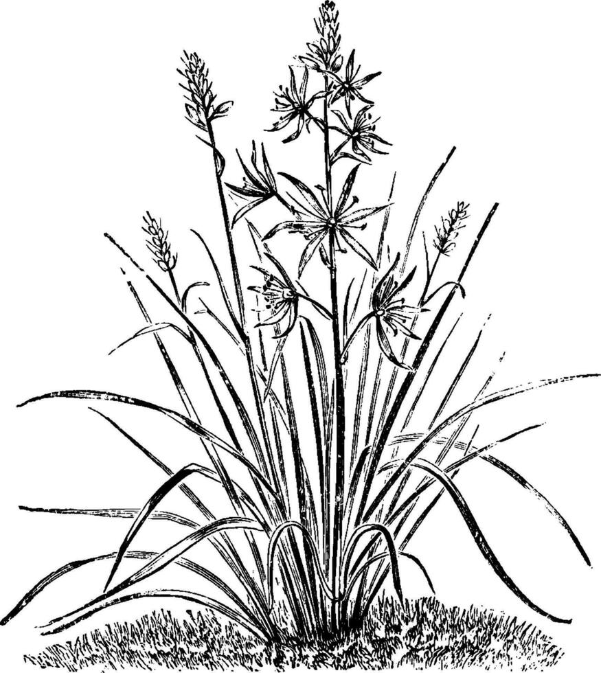 Camassia Esculenta vintage illustration. vector