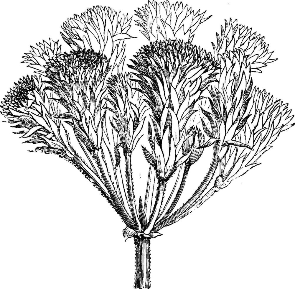 Abnormal Proliferous Inflorescence of Pelargonium Zonale vintage illustration. vector