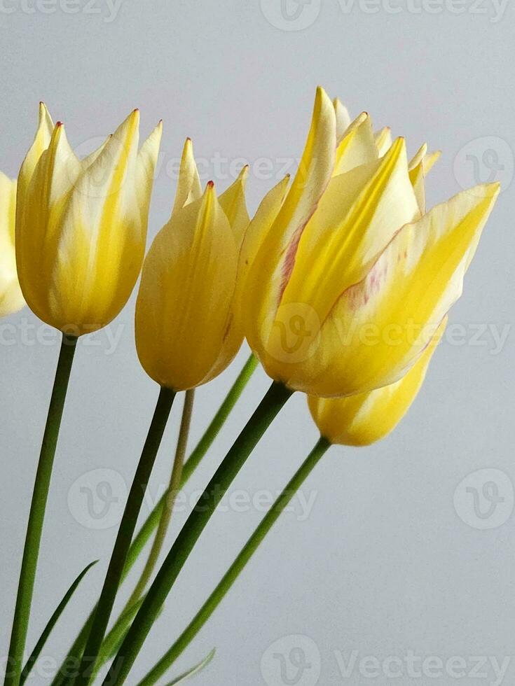 Yellow tulips. Yellow tulip flowers on a light background. Backg photo