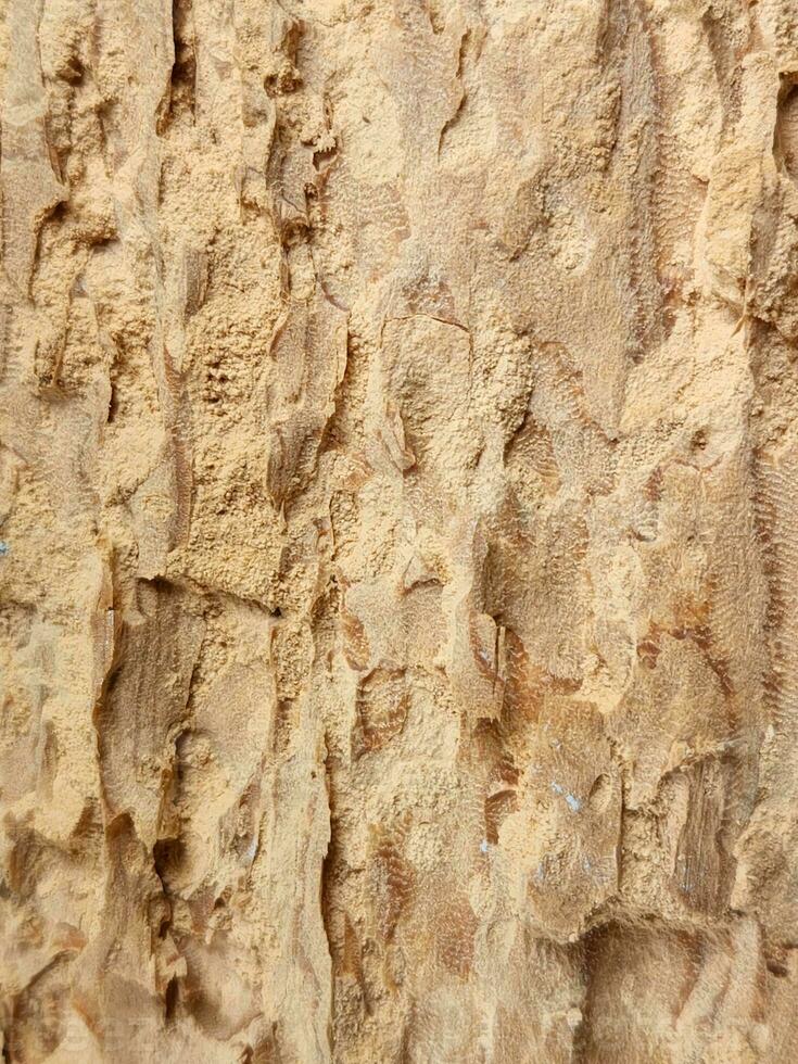 Rotten wood. Rotten wood texture. Dry old wood photo