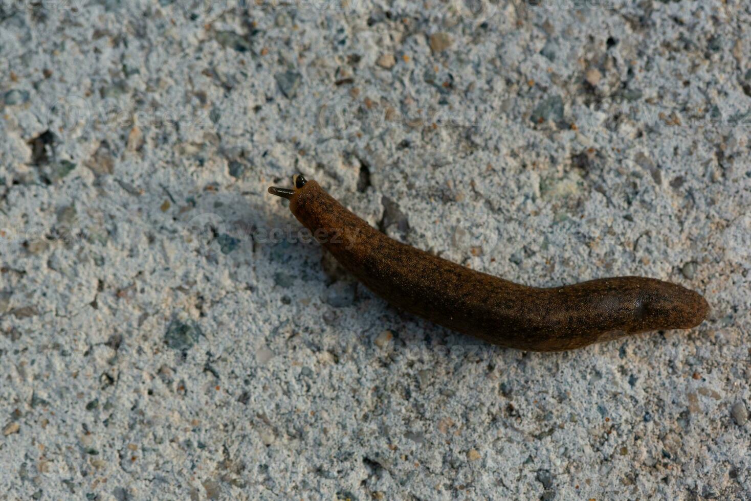 A leech sucking blood on the ground photo