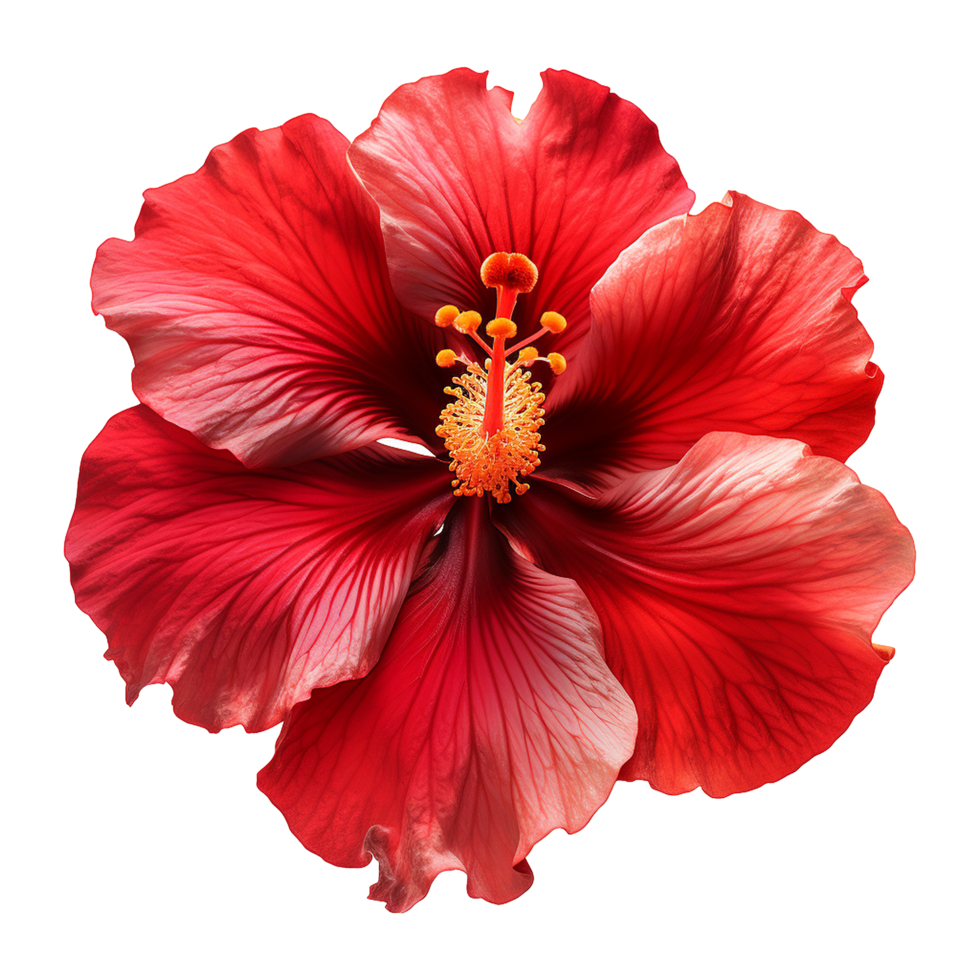 AI generated Red hibiscus flower isolated on transparent background png
