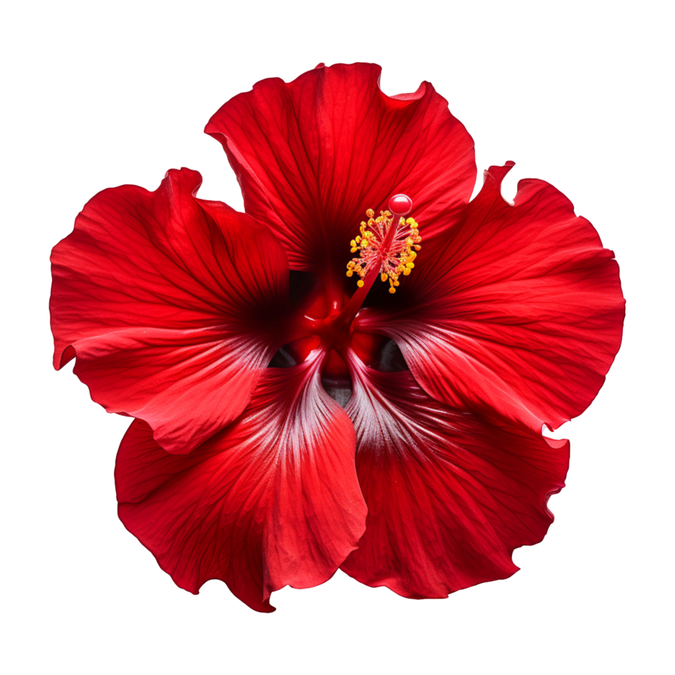 AI generated Red hibiscus flower isolated on transparent background png