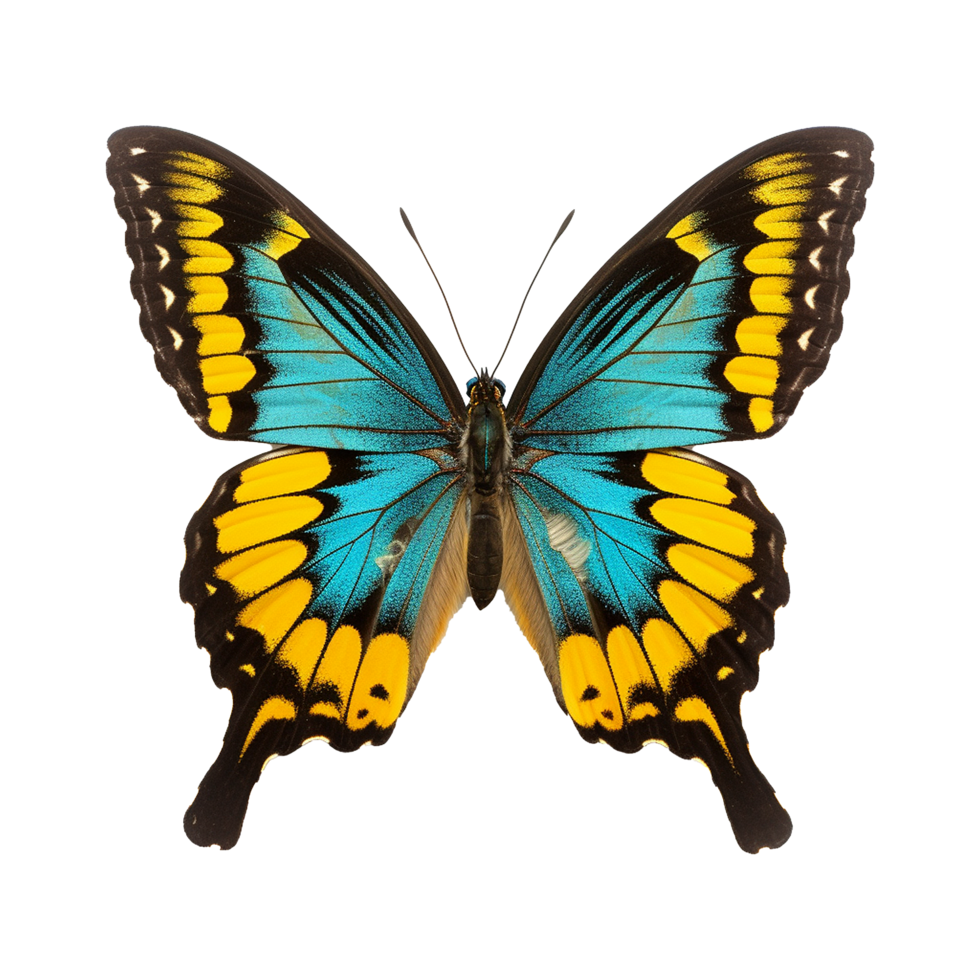 AI generated Butterfly png isolated on transparent background