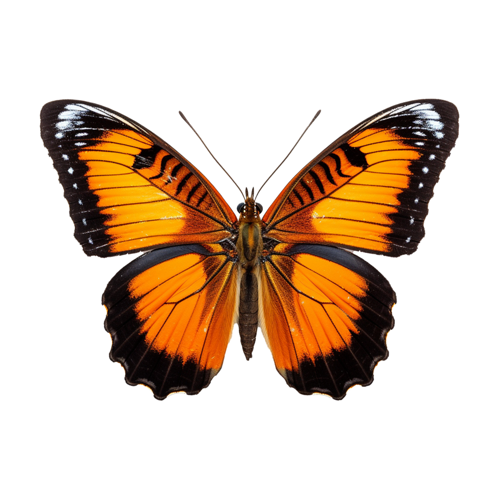 AI generated Butterfly png isolated on transparent background