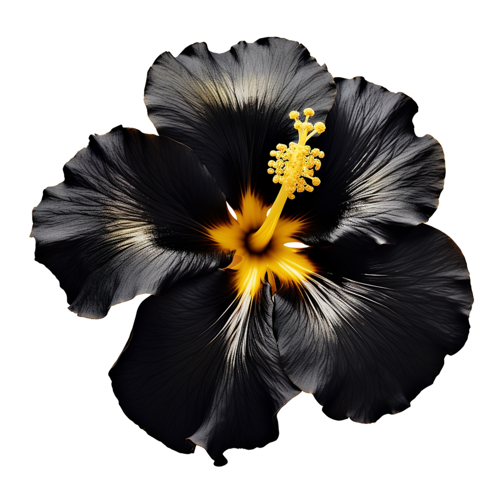 ai generiert schwarz Gold Hibiskus Blume isoliert auf transparent Hintergrund png