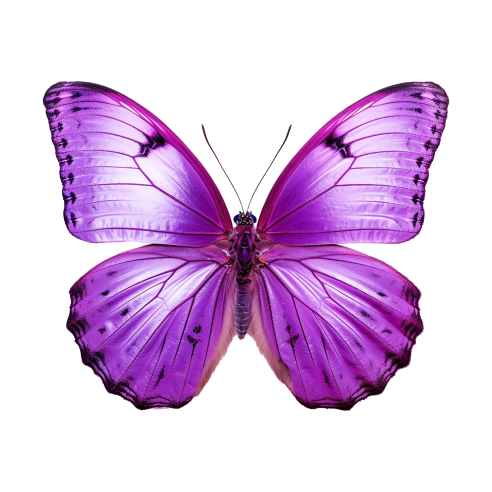 AI generated Butterfly png isolated on transparent background