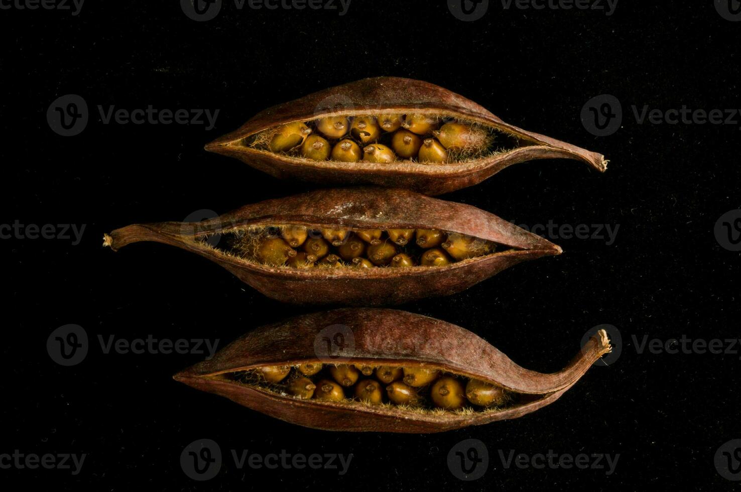 three seeds of a nut on a black background photo