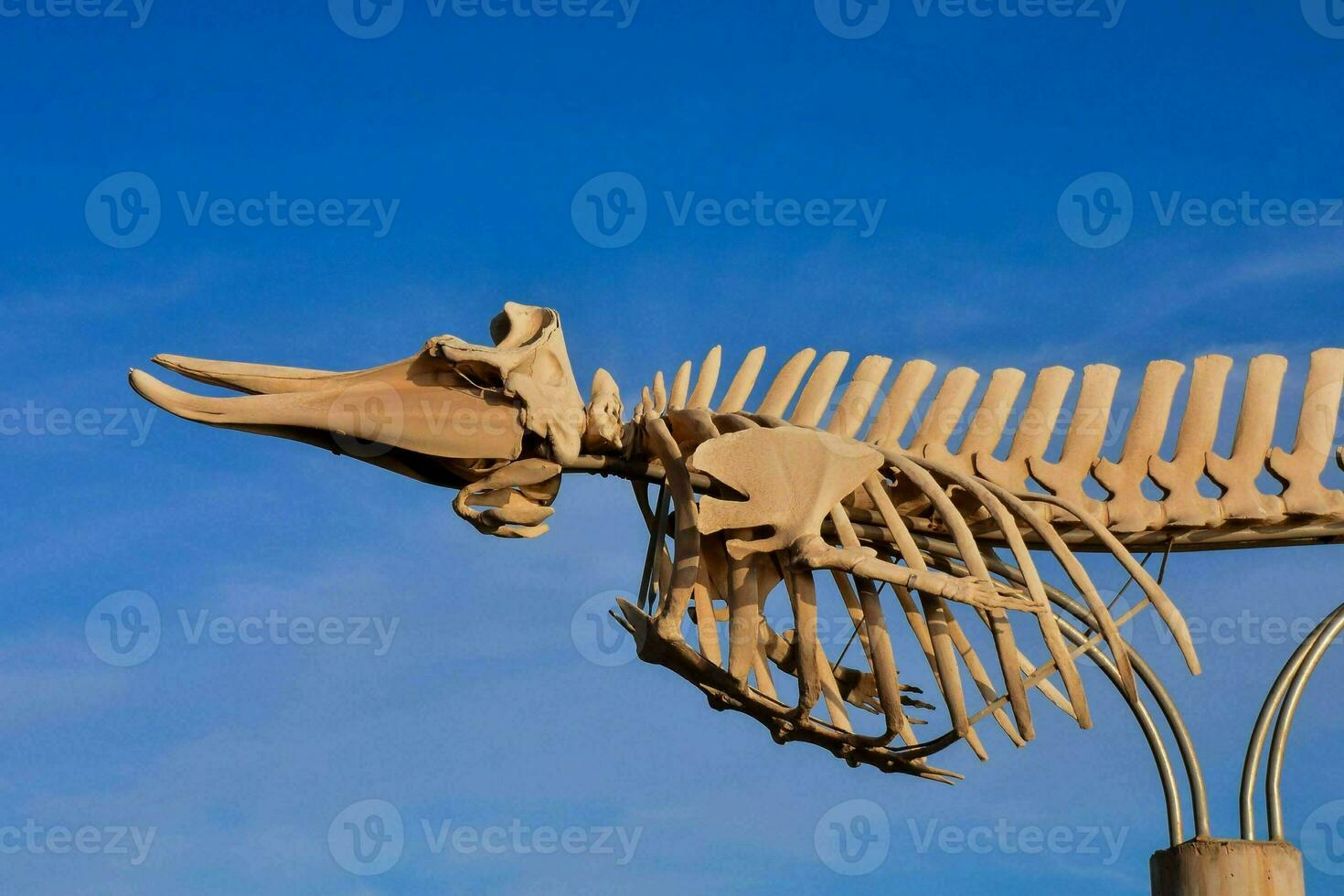 a wooden skeleton of a fish on a pole photo