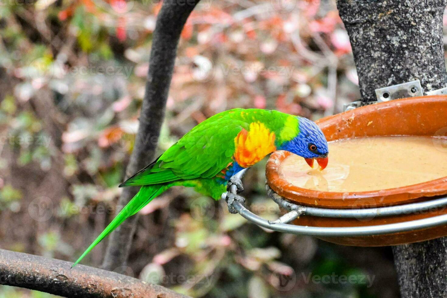 a colorful bird drinking from a bowl photo