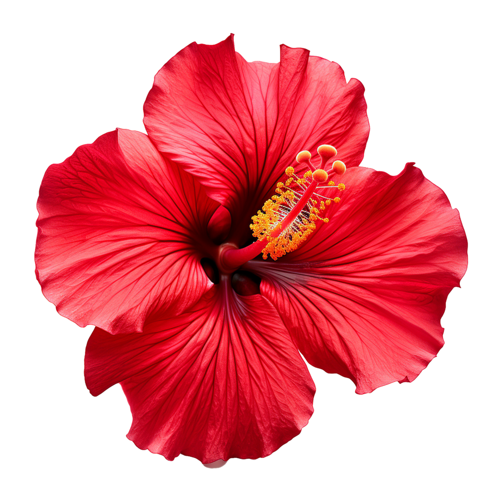 AI generated Red hibiscus flower isolated on transparent background png