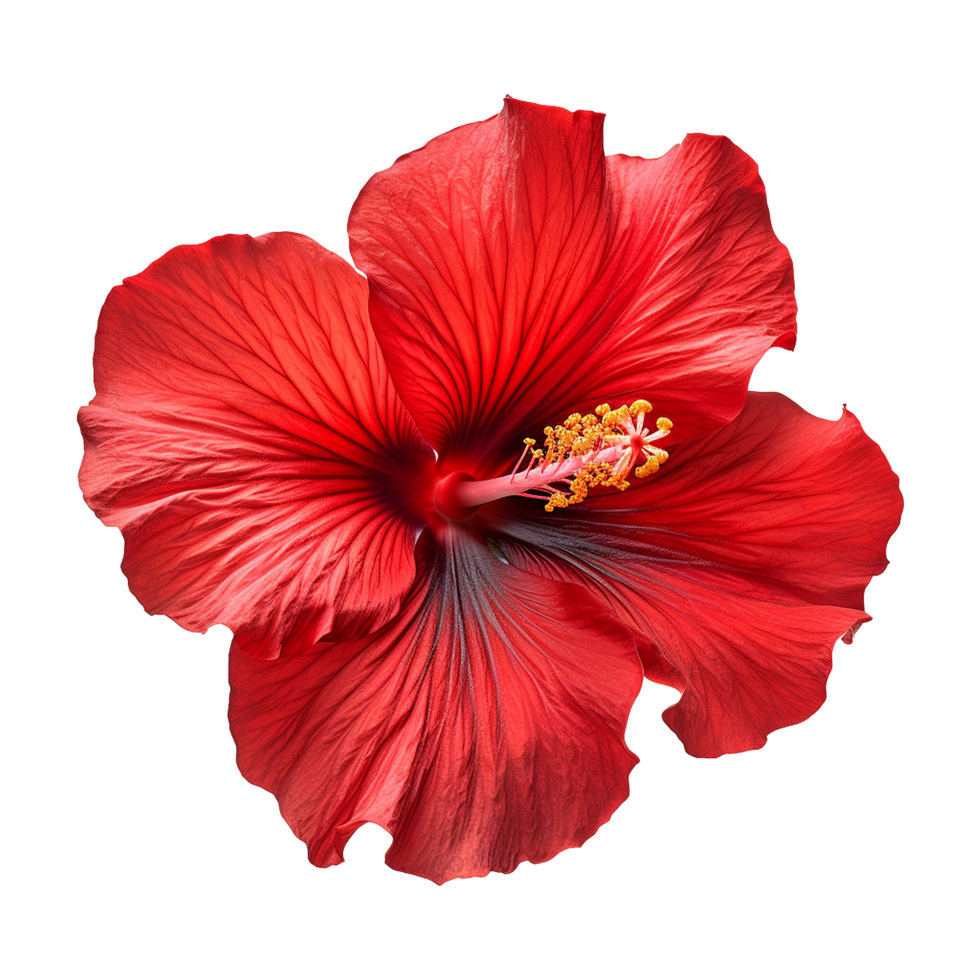 AI generated Red hibiscus flower isolated on transparent background png