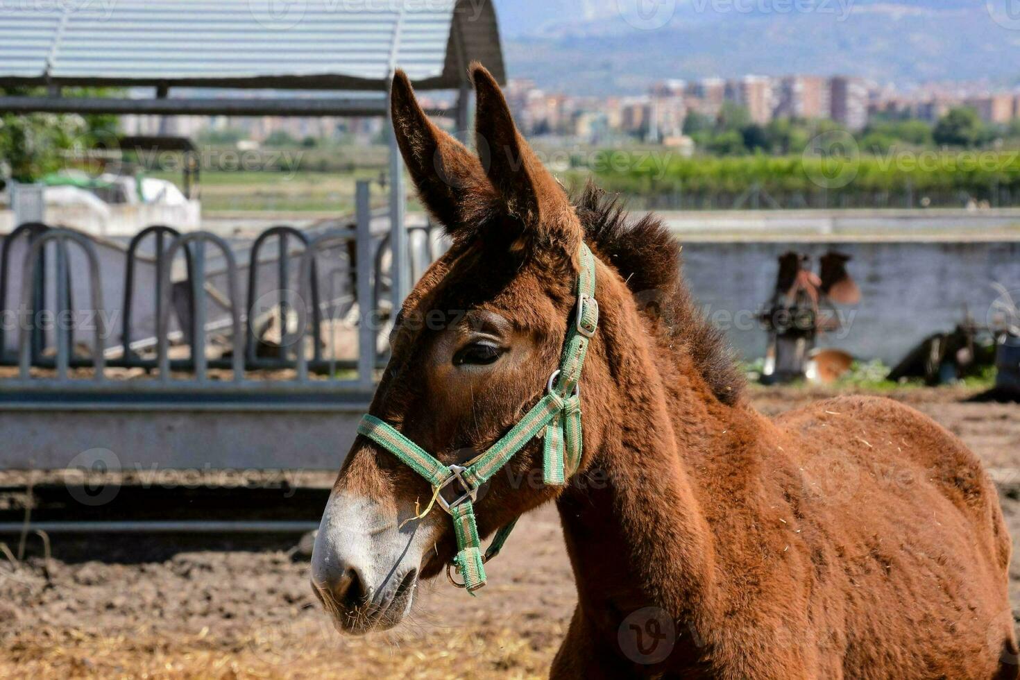 a donkey is standing in a field with a fence photo