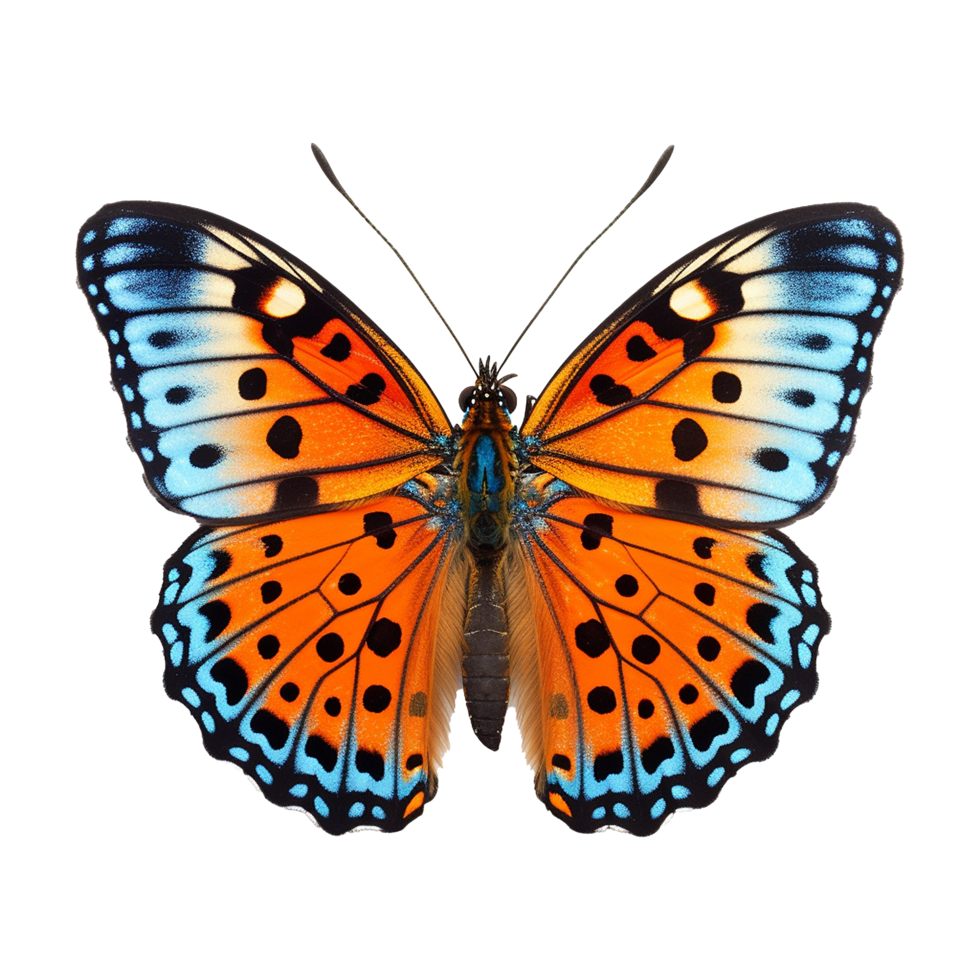 AI generated Butterfly png isolated on transparent background