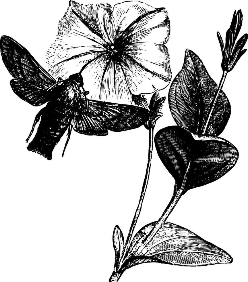Humming bird Hawk moth vintage illustration. vector