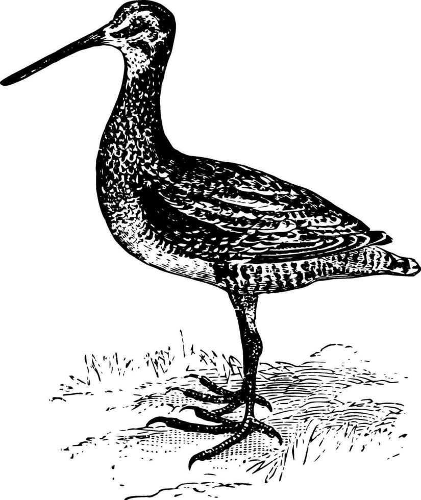 Small Wilson Snipe vintage illustration. vector