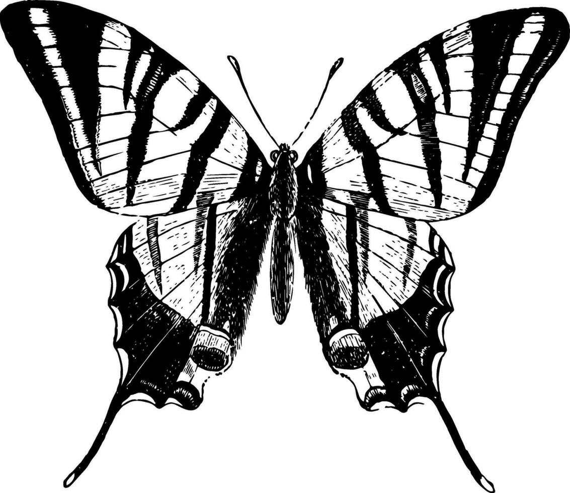 The Scarce Swallow Tailed Butterfly vintage illustration. vector