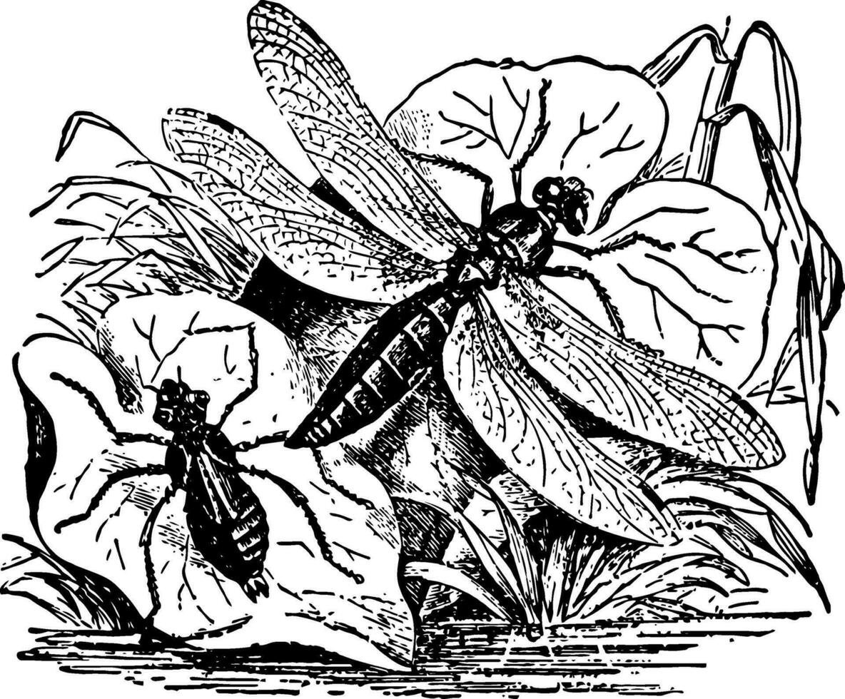 Dragon Fly and Nymph vintage illustration. vector