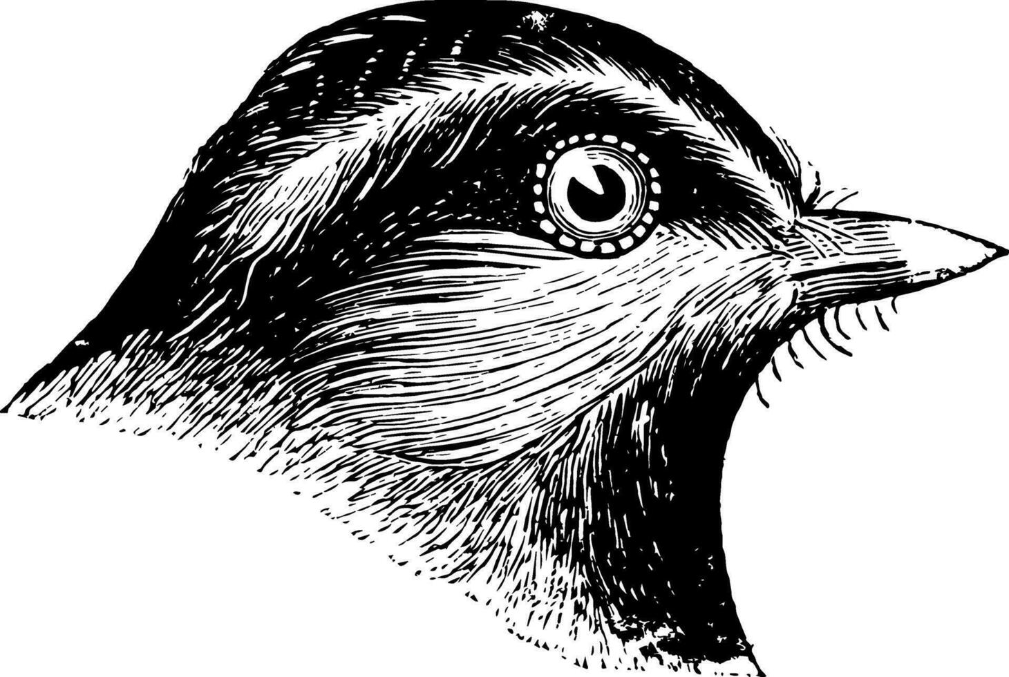 Mountain Chickadee vintage illustration. vector