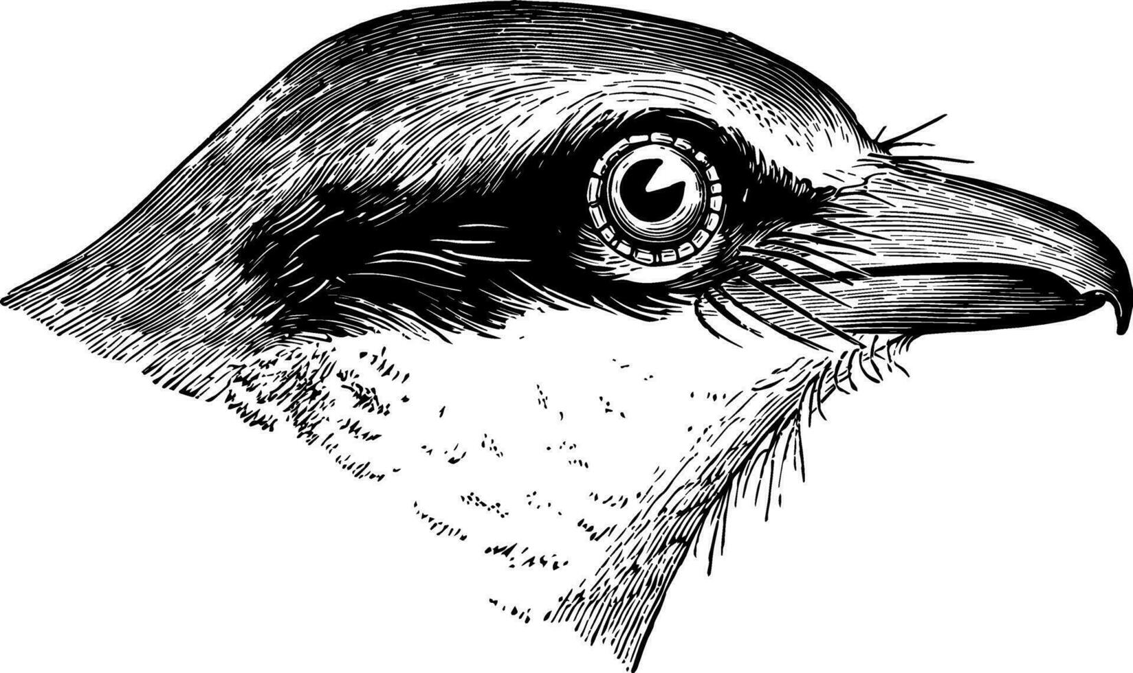 Butcher bird Head vintage illustration. vector