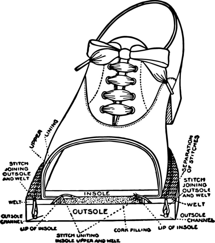 un roncha zapato son demostración el diferente partes Clásico grabado. vector