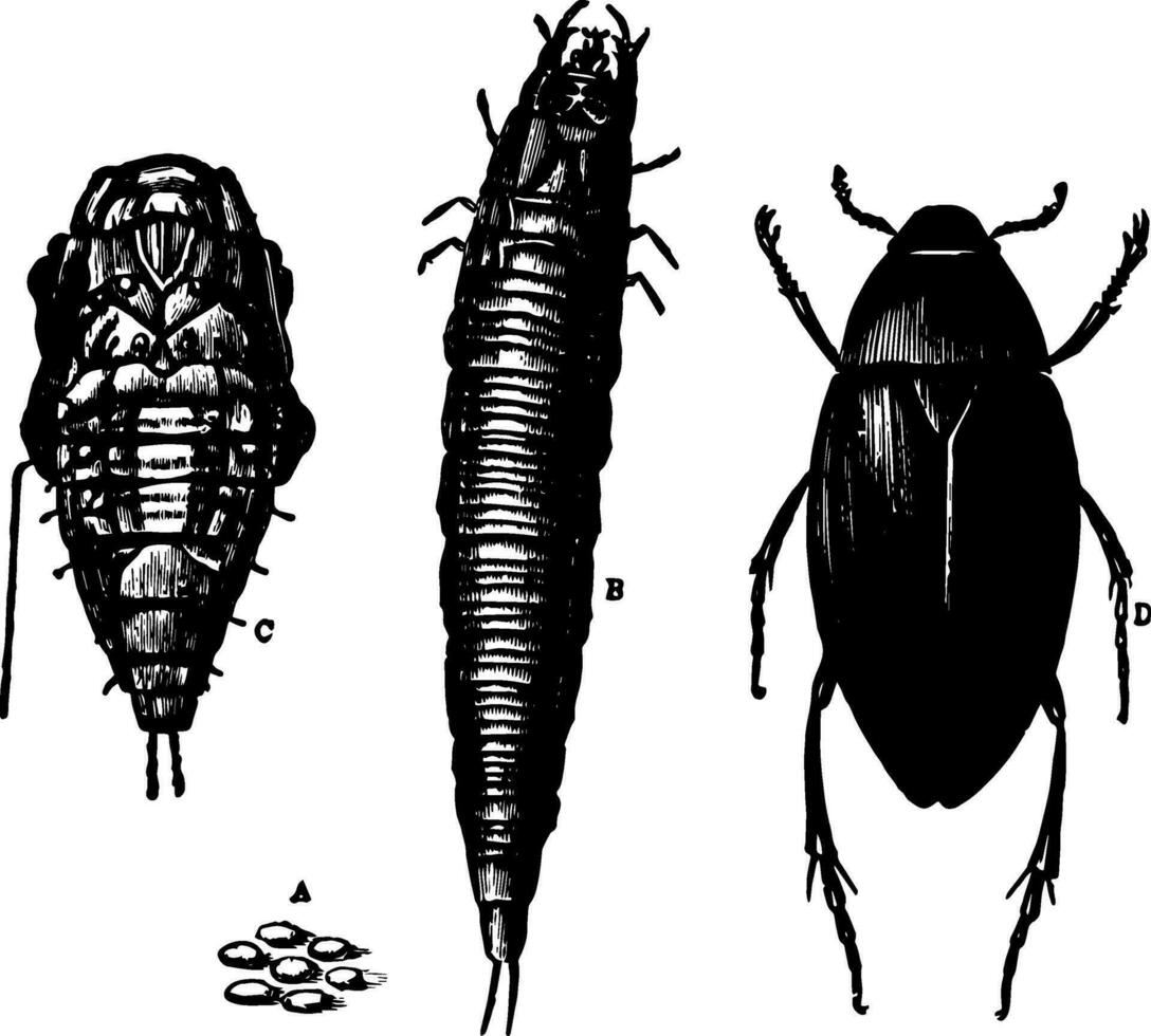 Hydrophilus in its Four States vintage illustration. vector