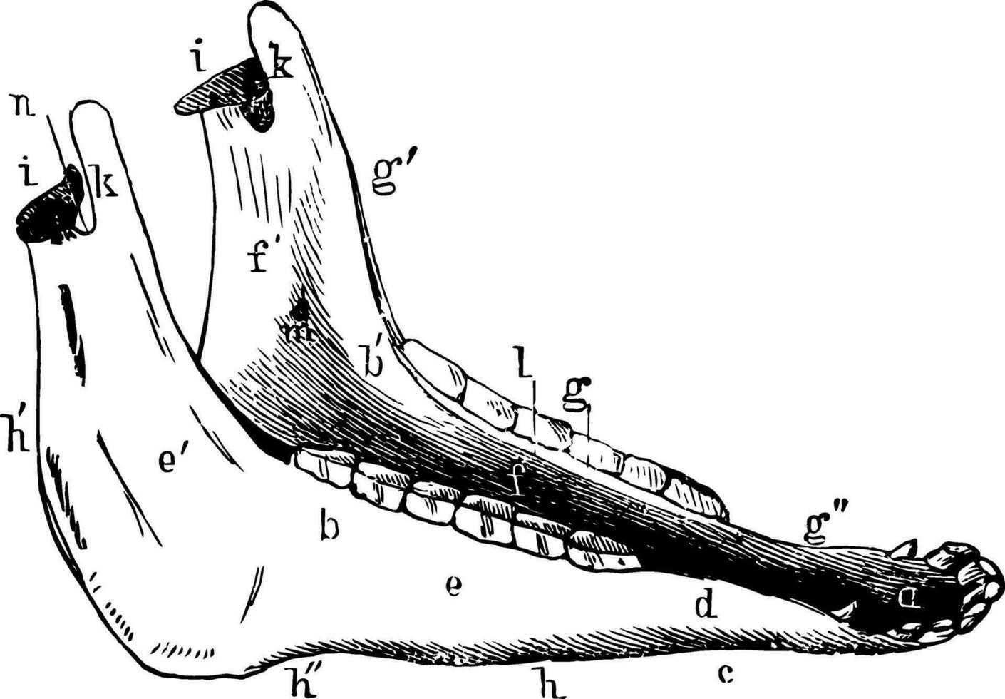 Inferior Maxilla of a Horse vintage illustration. vector