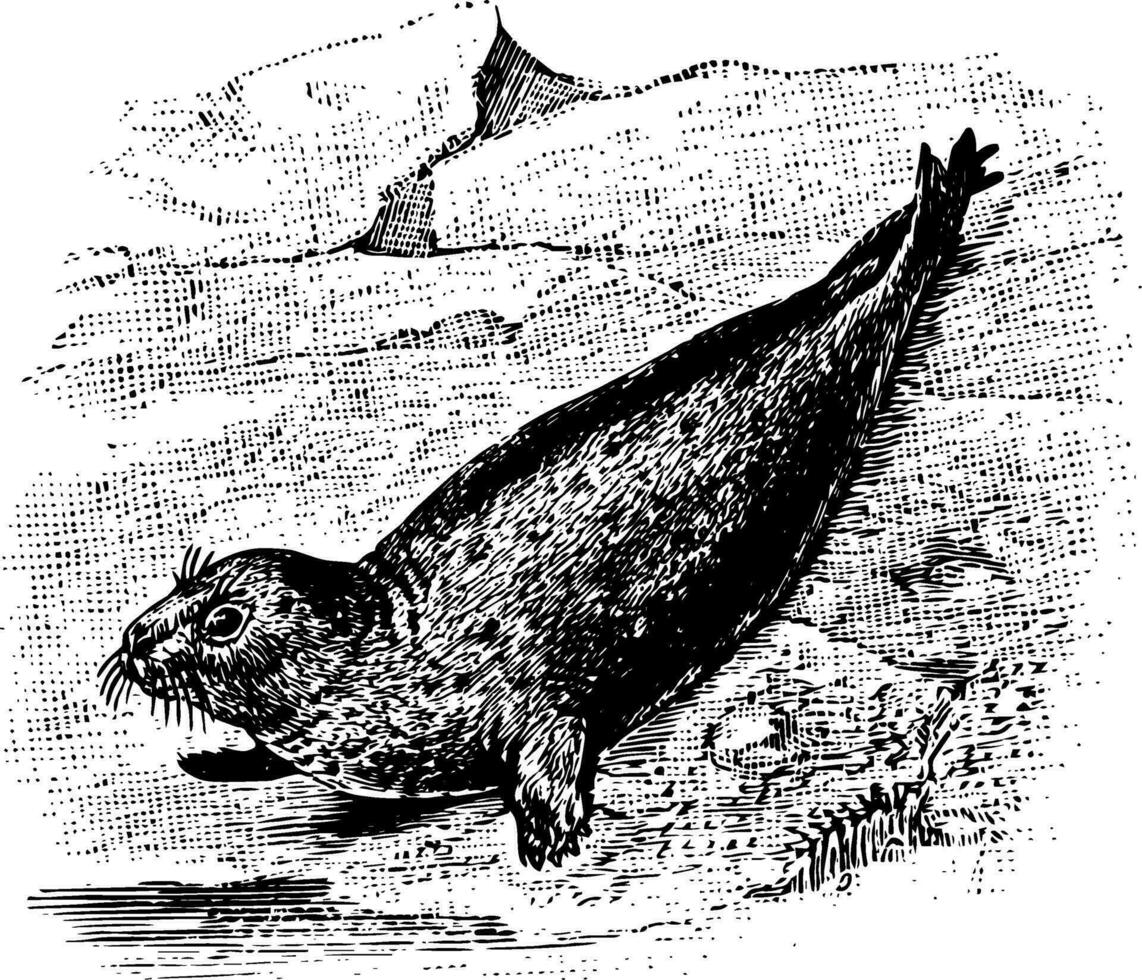 Gray Seal vintage illustration. vector