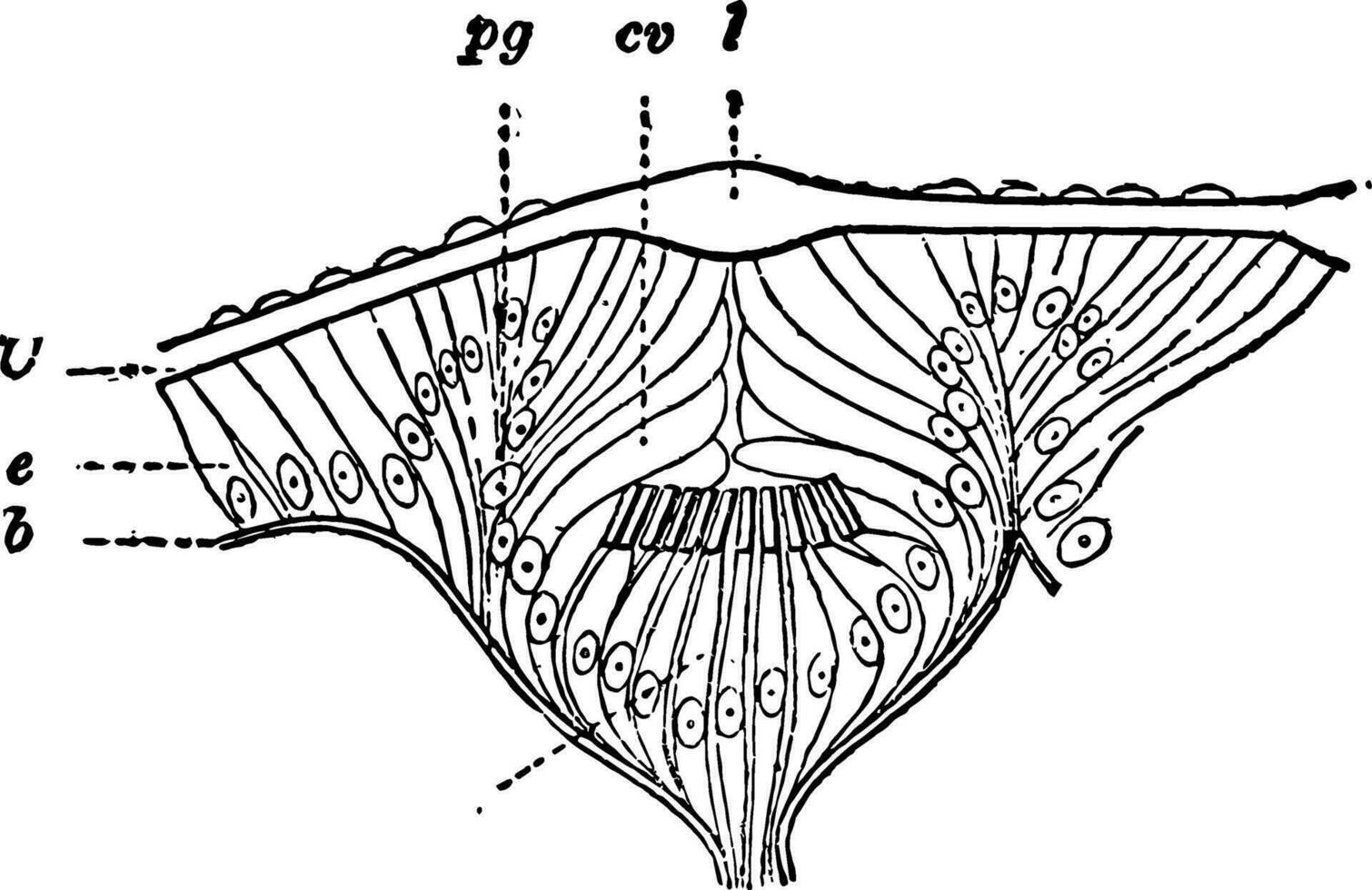 Eye of Gasteropod vintage illustration. vector