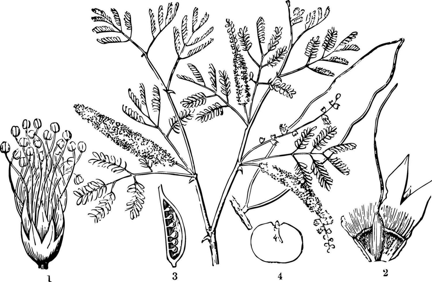 goma Arábica árbol Clásico ilustración. vector