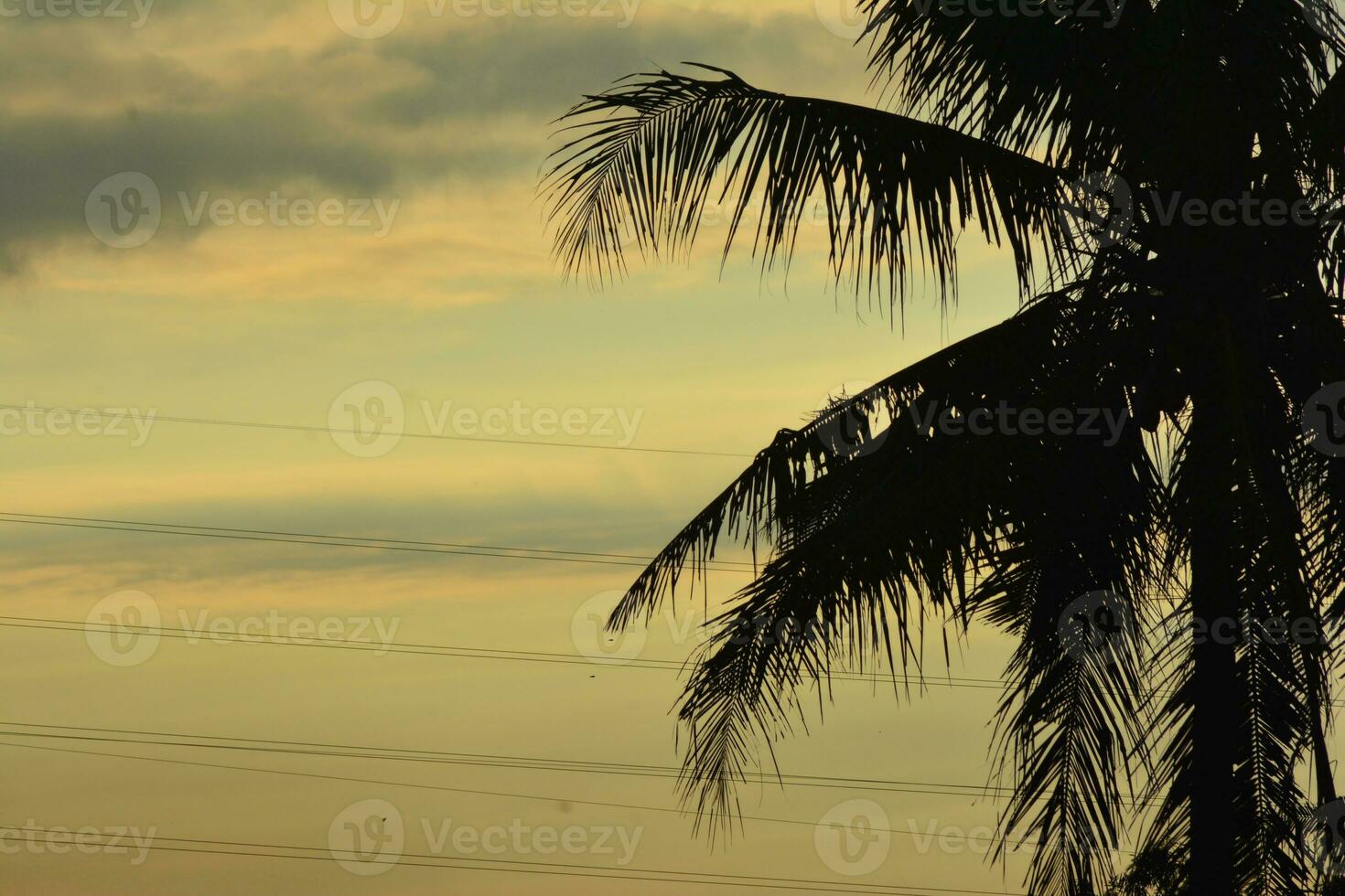 Background photo of sky view in the morning with coconut trees