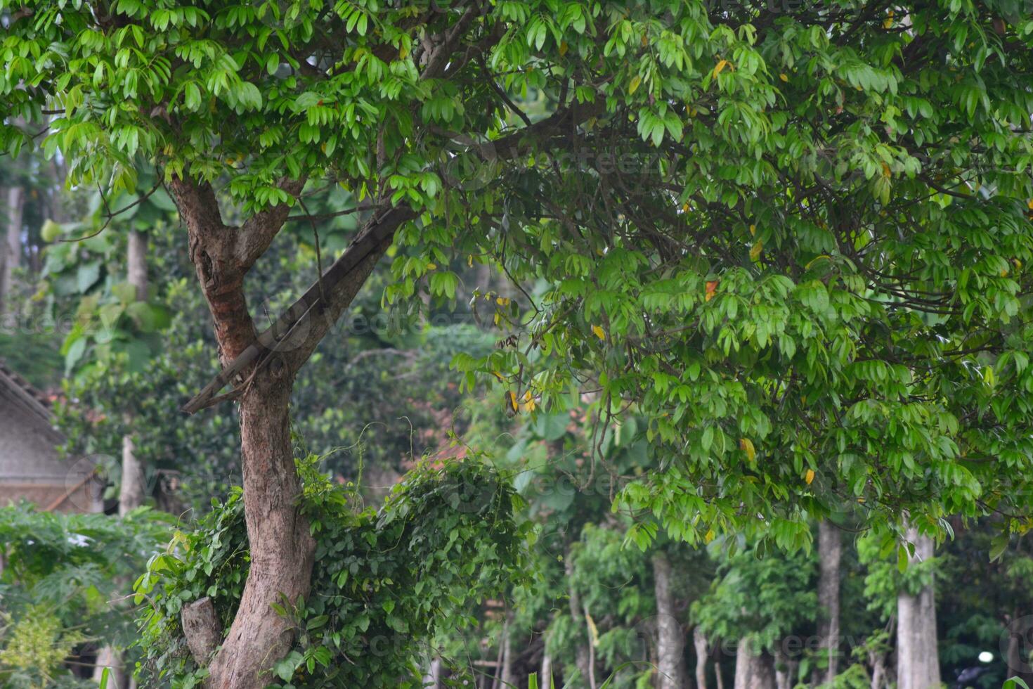 background photo of beautiful tropical green trees and leaves