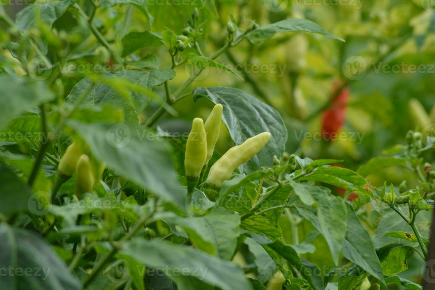 background photo of green cayenne pepper plants