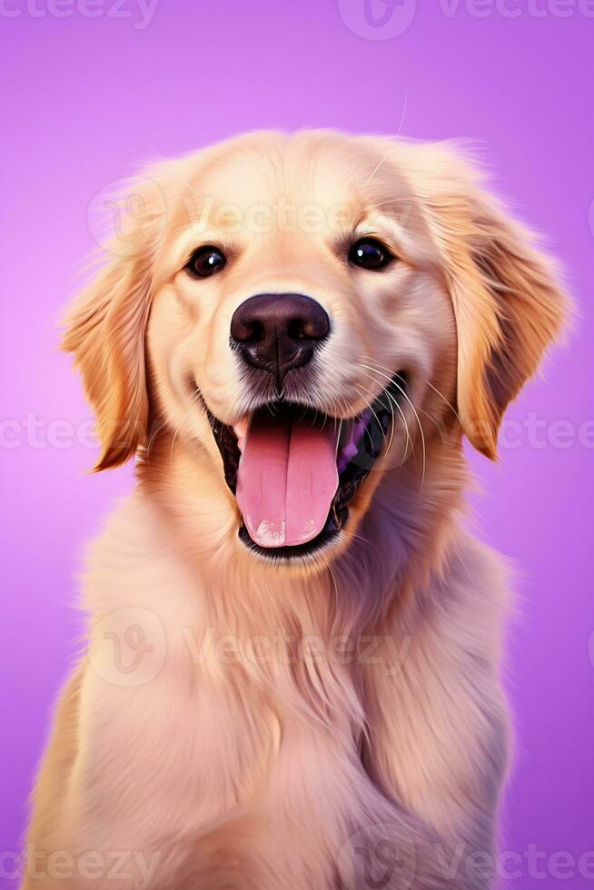 ai generado un de cerca retrato de un dorado perdiguero perrito en un púrpura antecedentes foto