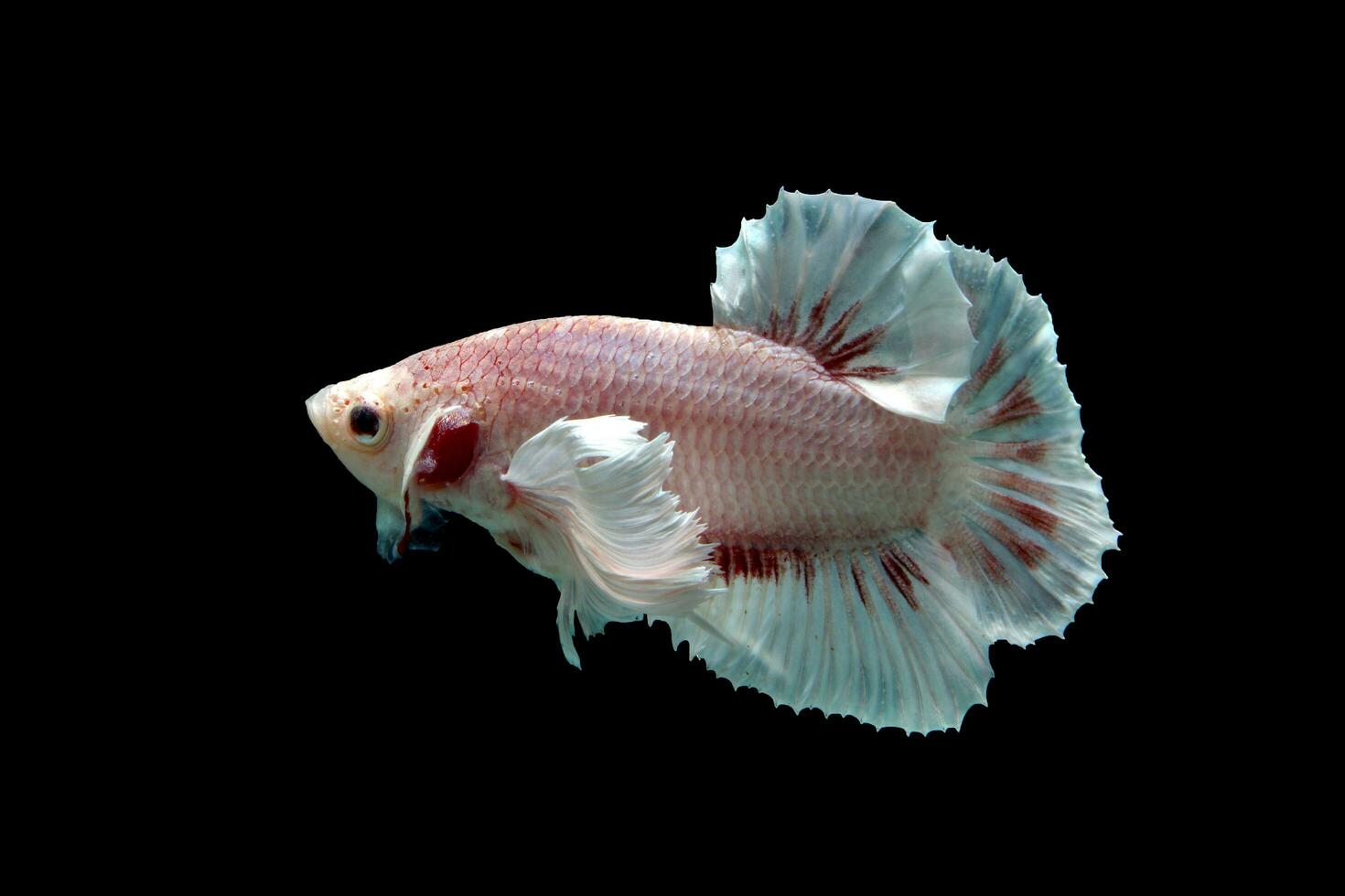 Beautiful dancing of fancy dumbo ear betta fish photo