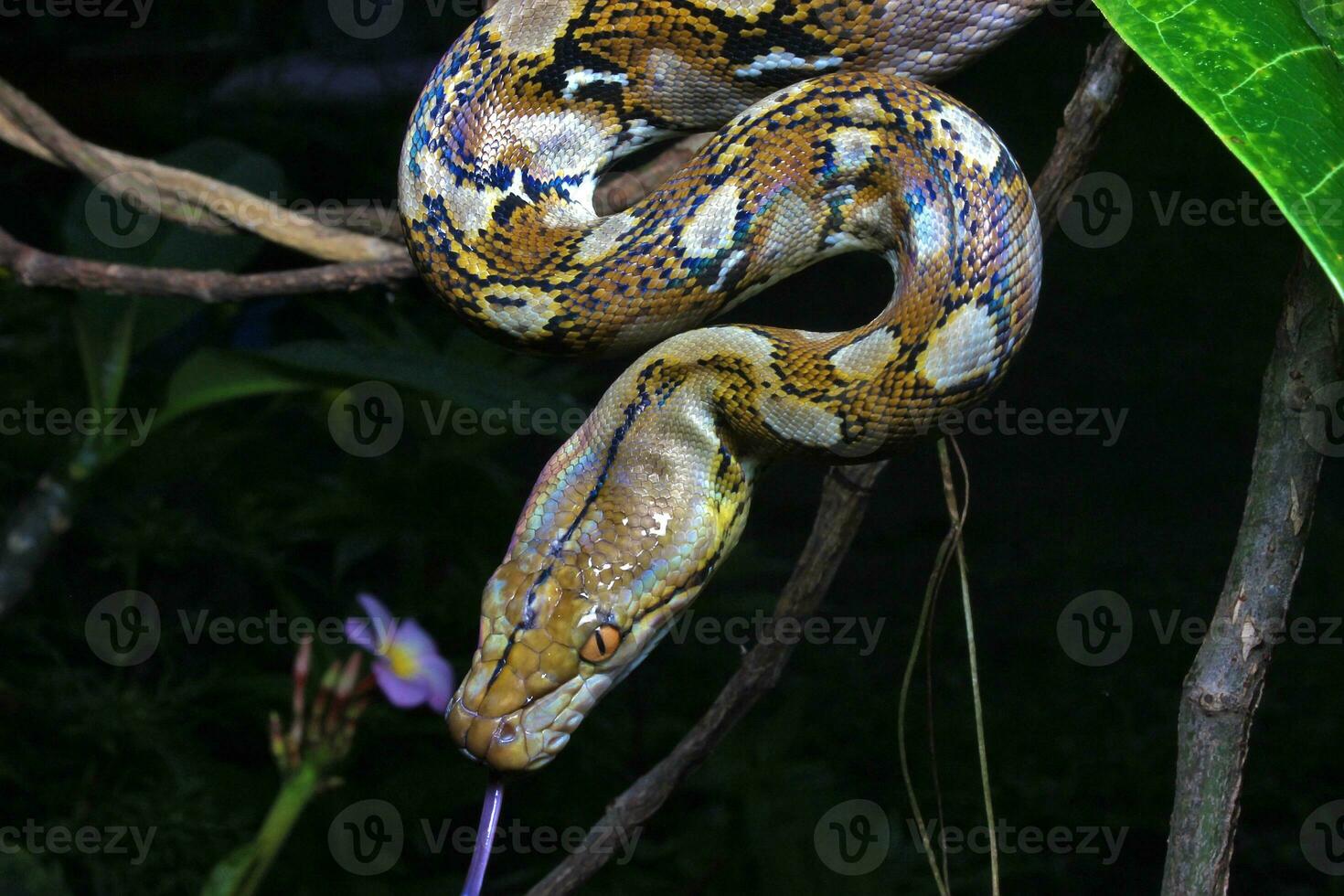 Beautiful snake, The reticulated python is a python species native to South and Southeast Asia. photo