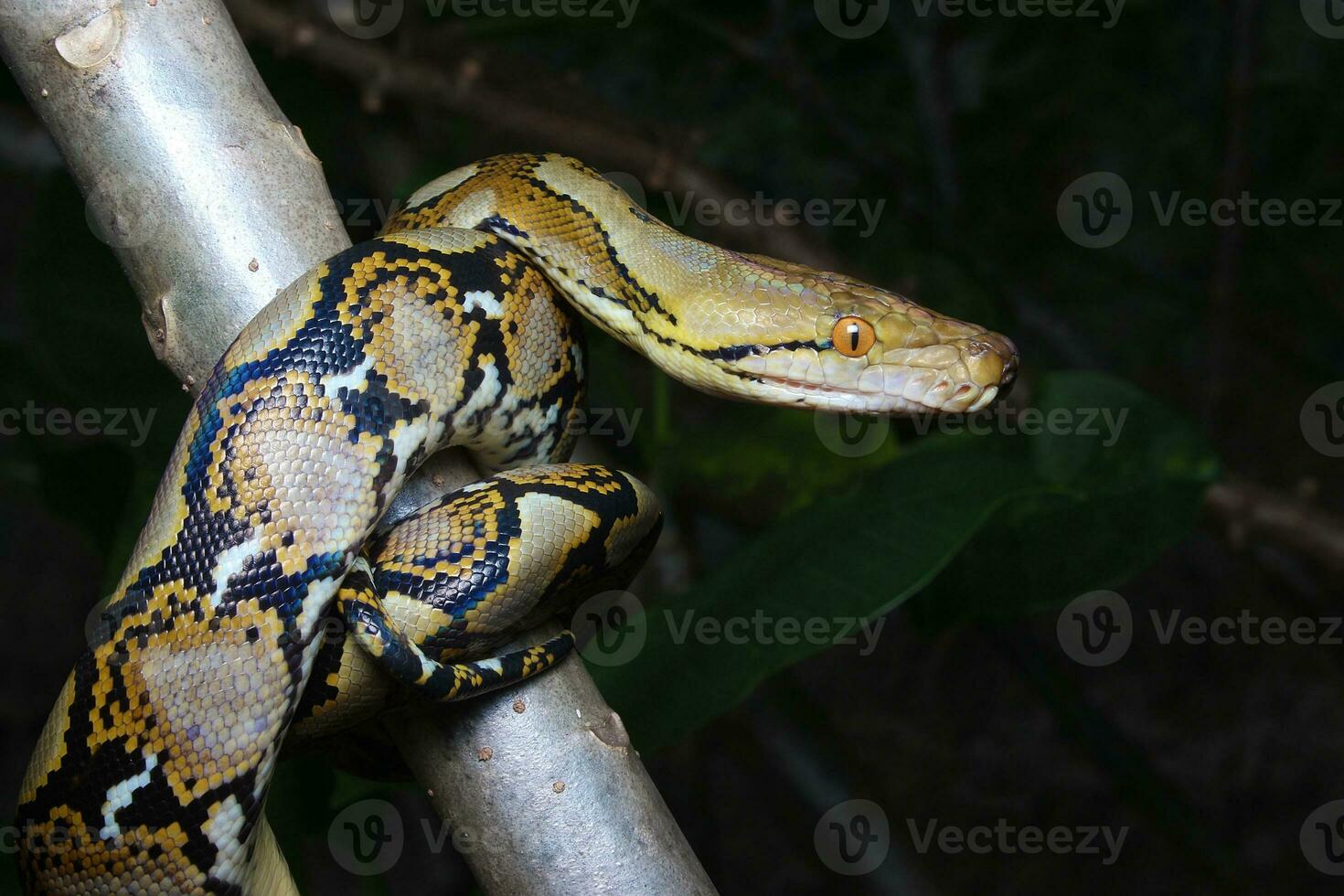 hermosa serpiente, el reticular pitón es un pitón especies nativo a sur y Sureste Asia. foto