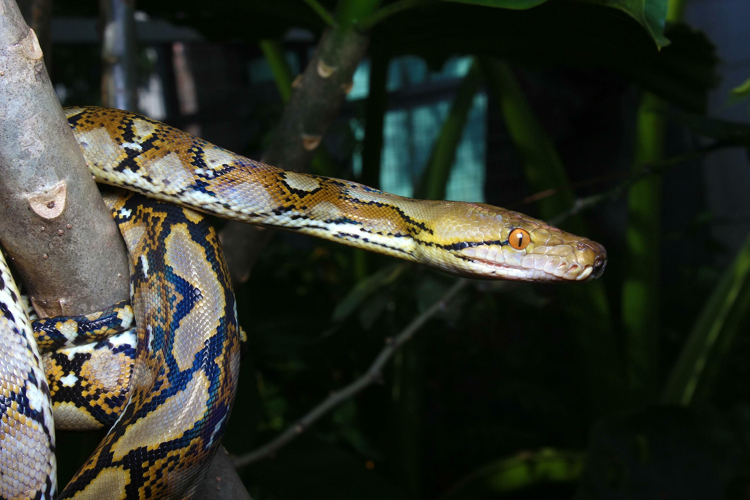 Beautiful snake, The reticulated python is a python species native to ...